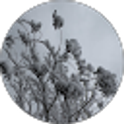 Profile photo of Sharon Baldwin