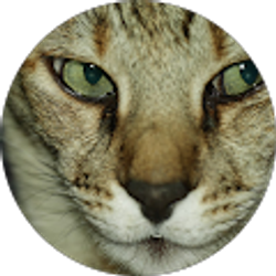 Profile photo of 5erval kat