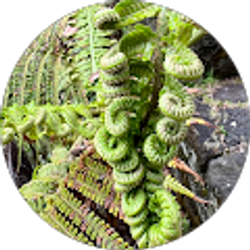 Profile photo of Lasya “Gypsea Spirit”