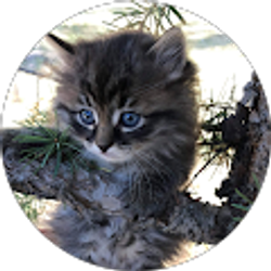 Profile photo of Josephine Costilla