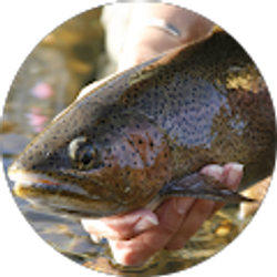Profile photo of Kim DeVries