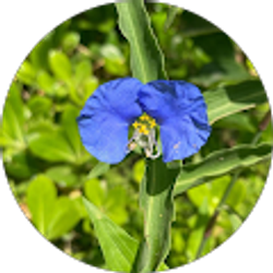 Profile photo of Leila Yeshaya