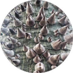 Profile photo of David Z