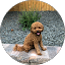 Profile photo of Jocelyn Rascon