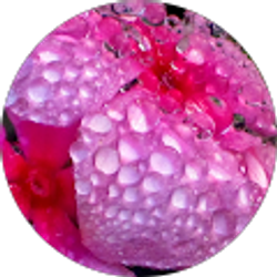 Profile photo of S Gaff