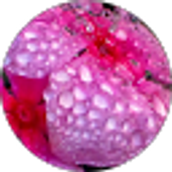 Profile photo of S Gaff