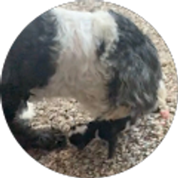 Profile photo of Nicole Wade