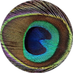 Profile photo of Beena Real