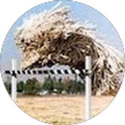 Profile photo of S K