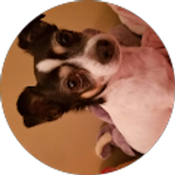 Profile photo of Mandi Harding