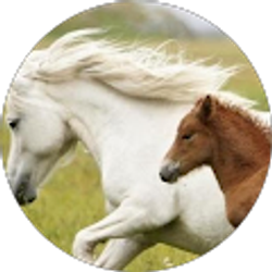 Profile photo of Hailey Foreacre