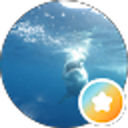 Profile photo of Cosmos Bandit