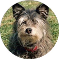 Profile photo of William Steo