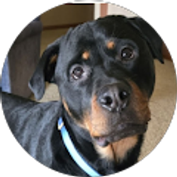 Profile photo of Sherry Dixon