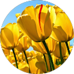 Profile photo of Fran Altman