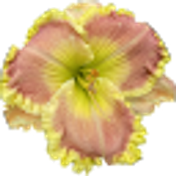 Profile photo of Claudine Abbott