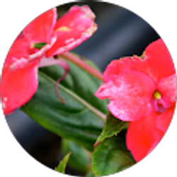 Profile photo of Lisa