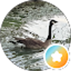 Profile photo of Mäřïë