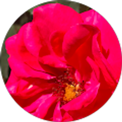 Profile photo of Himani D Shaker