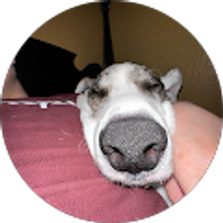 Profile photo of DevDawgs 0