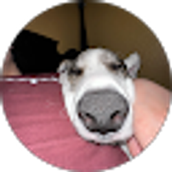 Profile photo of DevDawgs 0