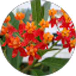 Profile photo of Bindhu Subramanian