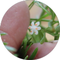 Profile photo of Ron Colvin