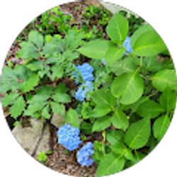 Profile photo of Sandra Davis