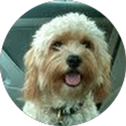 Profile photo of zion rada