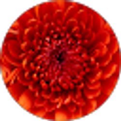 Profile photo of Cynthia Calderon