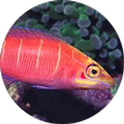 Profile photo of Lazear Aquatics