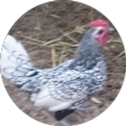 Profile photo of Julian Gonzalez