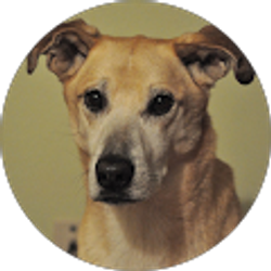 Profile photo of Chelsea Shea