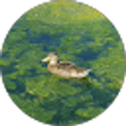 Profile photo of Kathleen Abbey