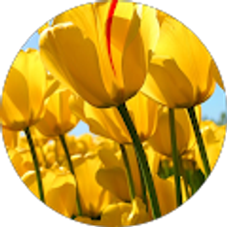 Profile photo of Niqueka Sims