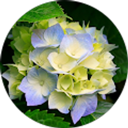 Profile photo of C “Channy”