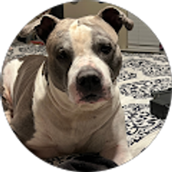 Profile photo of Miguel angel Ballesteros