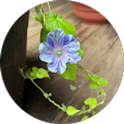 Profile photo of Anna Master