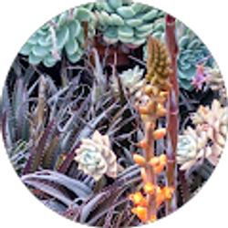 Profile photo of Louann Rank