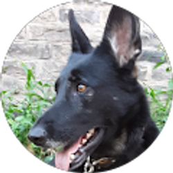 Profile photo of William Owen