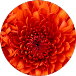 Profile photo of Kelly Marra