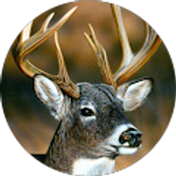 Profile photo of Noah Smith