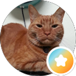 Profile photo of Mister Cat