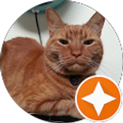 Profile photo of Mister Cat