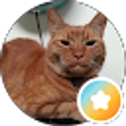 Profile photo of Mister Cat