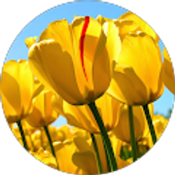 Profile photo of Julie Nossova