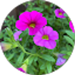 Profile photo of Liz