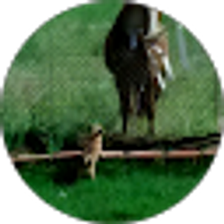 Profile photo of JESSIE KOSS