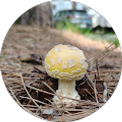 Profile photo of Gayle