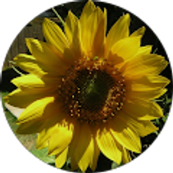 Profile photo of Vaughanda Bowie